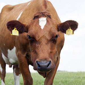 荷兰牧场里牛头近视图图片