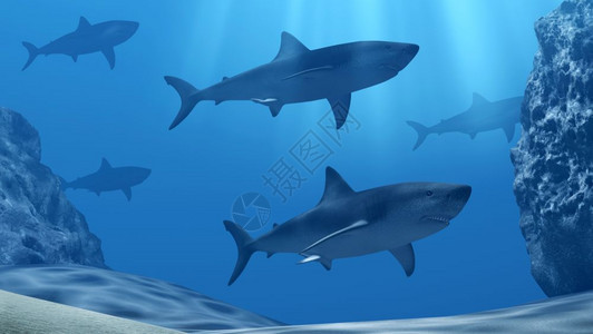 深蓝海中有阳光和石块的鲨鱼群图片