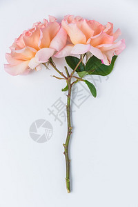 鲜粉玫瑰花瓣的鲜花爱情概念图片