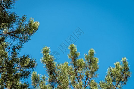 蓝色天空背景上的绿松树枝图片