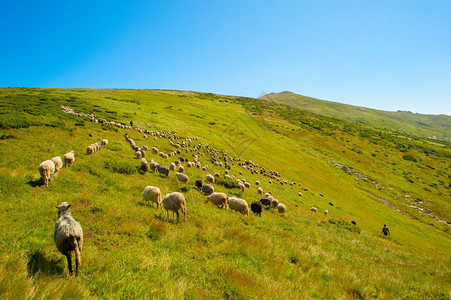 牧羊人山上有许多牧羊人图片