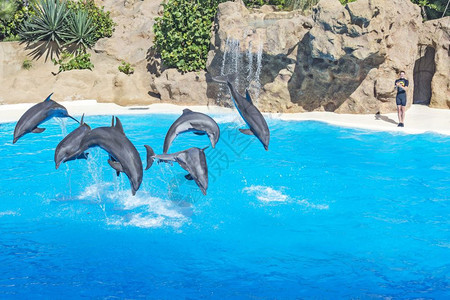 六只海豚从水中跳出来图片
