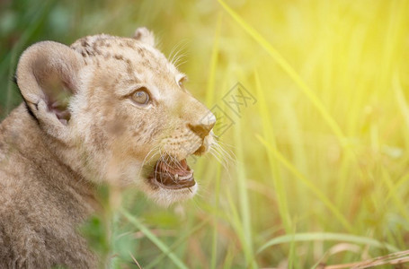 幼狮头部在密集的草丛中被射照明光耀背景图片