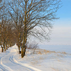 被雪覆盖的田地和树木图片