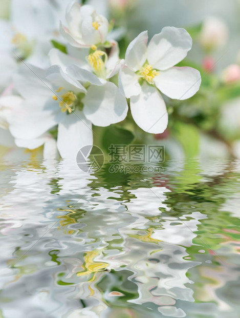 清晨在春天花园的水面上反射成一棵苹果树的白花图片