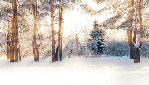 寒冷的清晨有雪覆盖松树的冬季公园图片