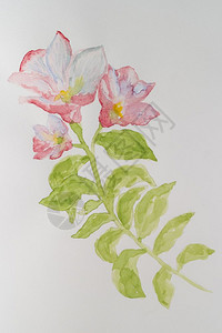 白底的粉红色花朵水彩手画图图片