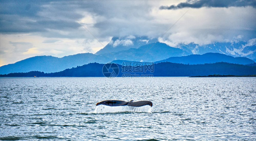 在阿拉斯卡的泥滩上猎座头鲸图片