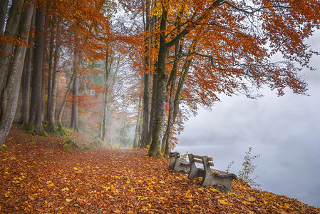 高山湖岸边的木板凳四周是雾和森林秋色的鸡尾酒德意志图片