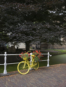 2017年6月3日黄色自行车图片