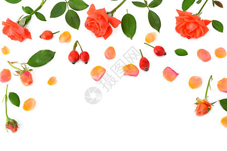 白色背景上的粉红玫瑰被隔离在白色背景上平坦的躺下顶部视图文字自由空间图片