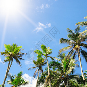 椰子树海滩与蓝天和太阳相对的热带棕榈树背景