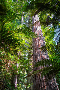 新西兰森林在whakre红木林rokua新西兰大型sequia红木林新西兰背景