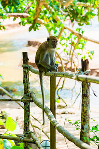 泰陆一只猴子坐在海滩附近的栅栏上图片