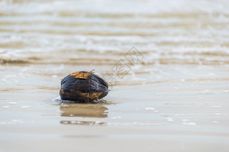 海水中的旧湿椰子图片