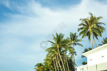 椰子树海滩白色建筑蓝的天空白云和椰子树背景