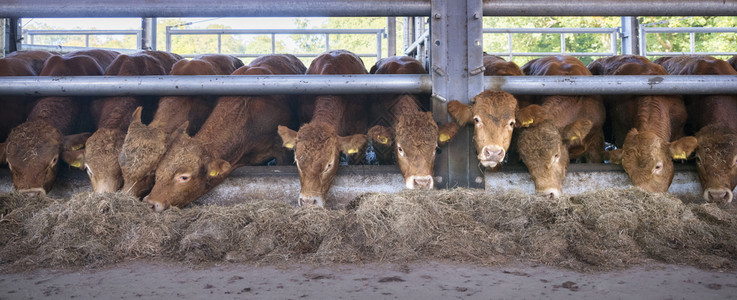 牛群中年轻的豪华轿车在露天谷仓里进食在乌特勒支附近的内地有机农场的图片