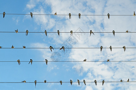 蓝天背景的燕子群图片