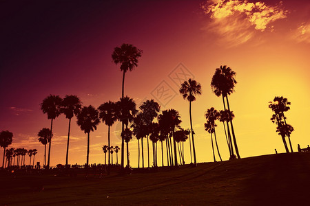 日落时在维尼斯海滩的棕榈树轮廓图片