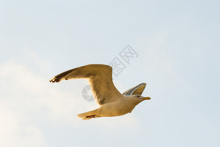 草鸥飞过海面波兰的黄海图片