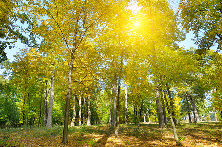 秋天森林黄叶和太阳落山高清图片