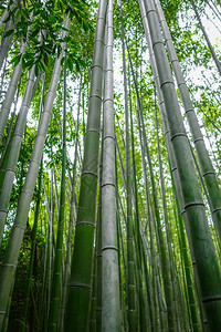 荒山竹林在佐加诺京都日本荒山竹林京都日本图片