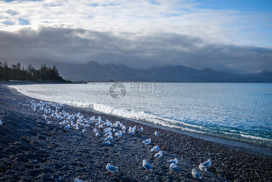 开克乌拉海岸和滩的鸥新西兰图片