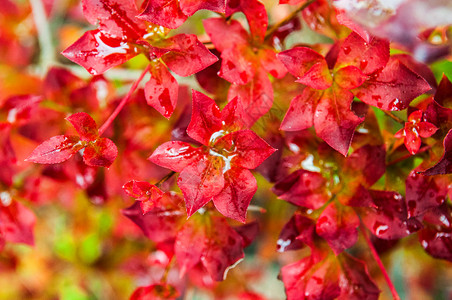 红色秋天叶子彩多的背景图片