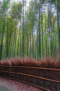 荒山竹林在佐加诺京都日本荒山竹林京都日本图片