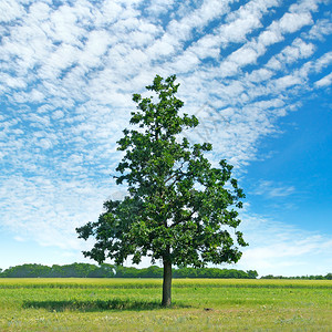 绿草地和天空上的橡树云彩明亮农业景观图片
