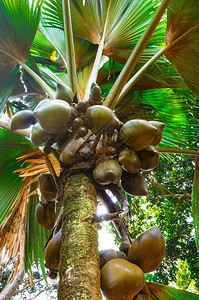 椰子树上的椰子图片