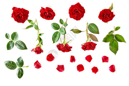 花朵组成白色背景上隔开的红玫瑰平坦的躺下顶部视图图片