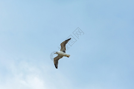 在蓝天的背景之下一只海鸥展翅飞翔图片