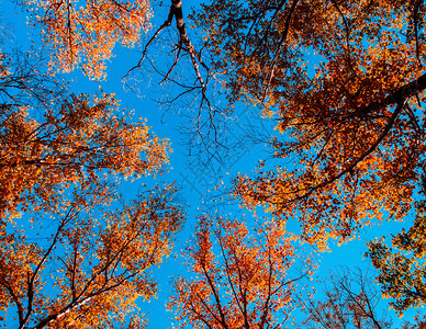 橙色秋叶和蓝天空图片