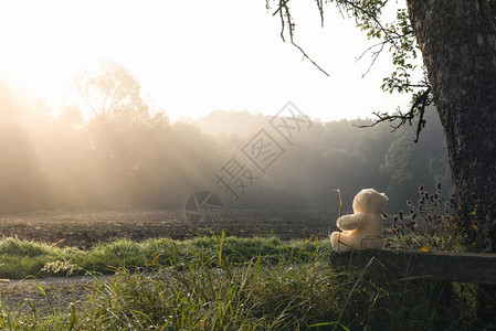 自然的美丽主题形象泰迪熊玩具独自坐在老木板凳上高树下背景图片