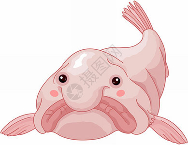 可爱浮露鱼插图图片