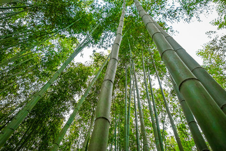 绿色竹子荒山竹林在佐加诺京都日本荒山竹林京都日本背景