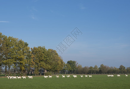 在乌特勒支省沃登贝格和切彭泽尔附近的内地谷仓草棚原上白山羊图片