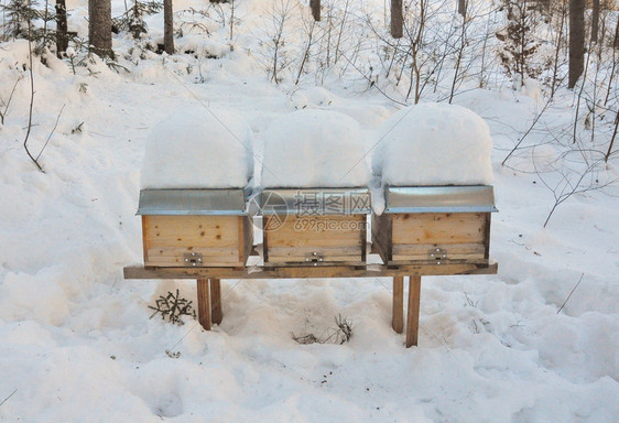 冬天的蜜蜂巢图片