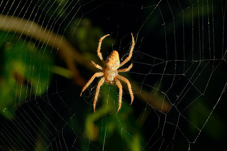 夜间危险蜘蛛网背景图片