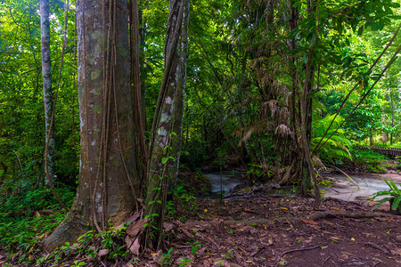在泰国的一棵古老热带树林图片