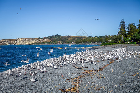 海鸥在新西兰的Kaikour海滩上飞行新西兰的Kaikour海滩上的鸥在新西兰的Kaikour海滩上的鸥图片