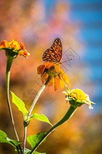 秋花和蝴蝶图片