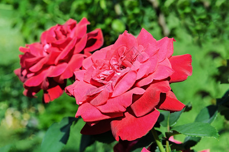 夏花园的美丽玫瑰情人节的图片