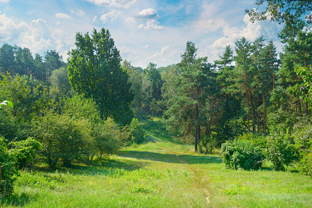 天然森林树木草地和人行道夏天阳光明媚的一天背景图片
