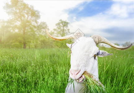 长角和草的白色公山羊嘴里有长角和草看着摄像机在一片绿草的田里在阳光明媚的春天图片