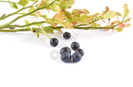白色的欧洲蓝莓图片