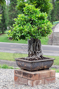 放在盆子里的植物图片