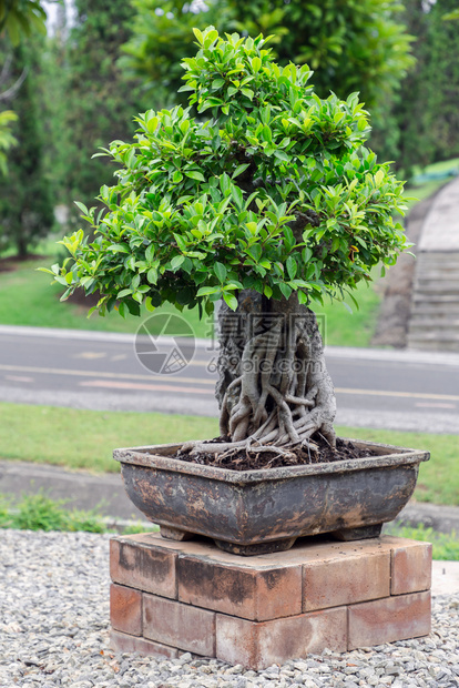 放在盆子里的植物图片