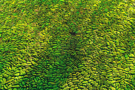 岩壁的自然背景覆盖着绿苔抽象纹理背景图片